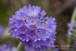 purple flowers - Rachael Elizabeth Photography
